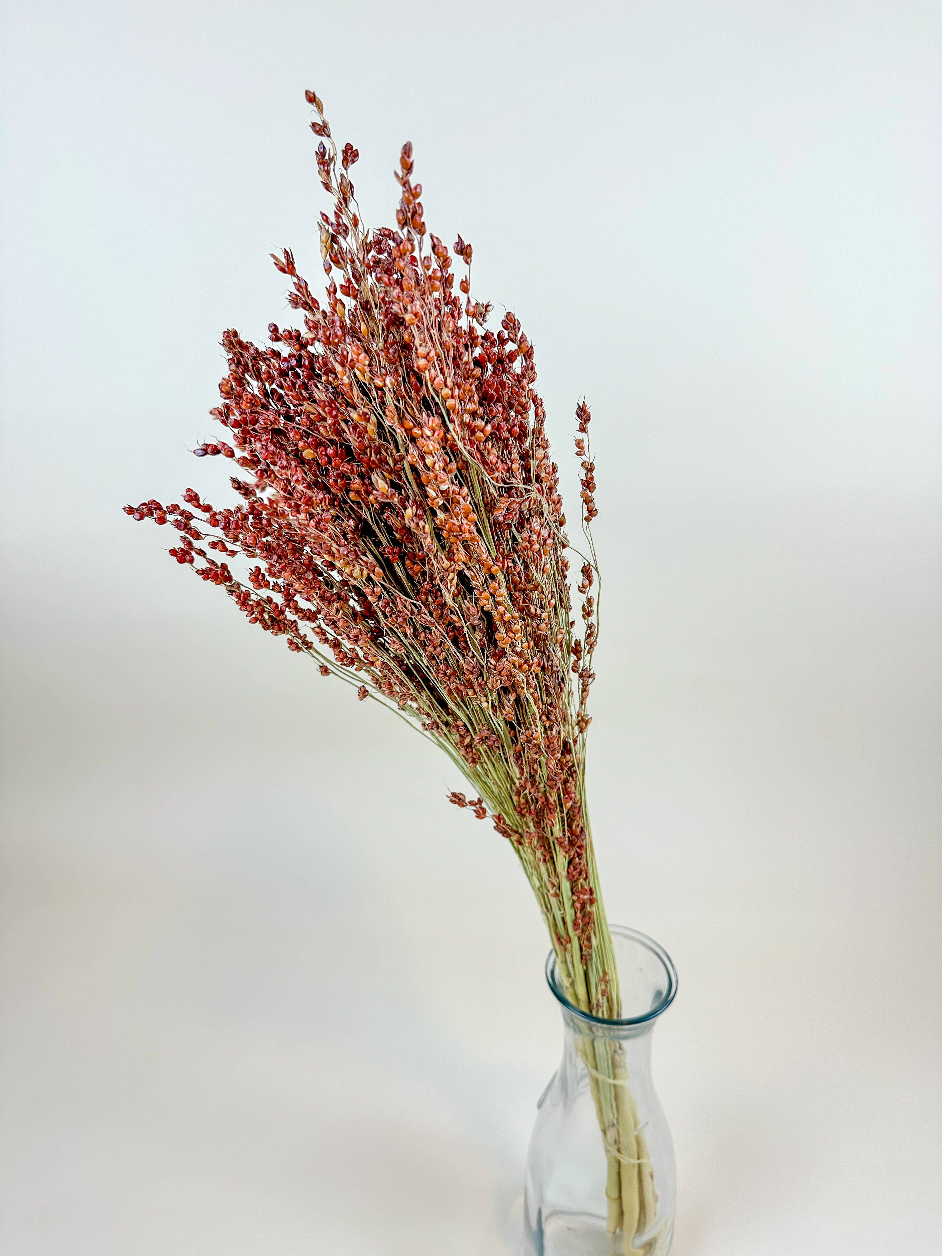 Lovejoy Farms Premium Dried Flowers - Wholesale Dried/Pressed Flowers - Red-Orange Broom Corn – Naturally Dried Fall Decor4