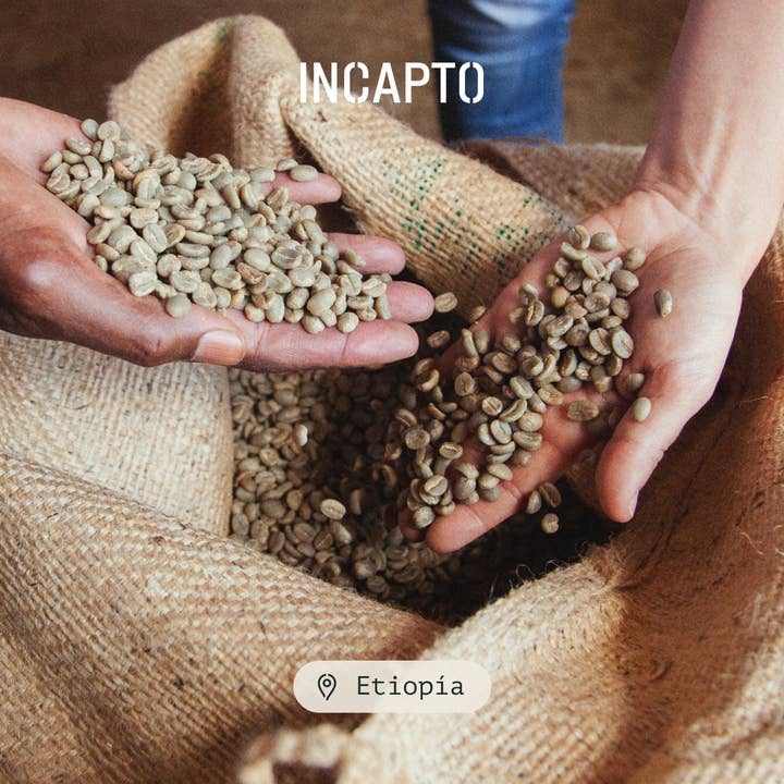 INCAPTO COFFEE - Wholesale Coffee Beans - Specialty Bean Coffee from ETHIOPIA 100% Arabica5