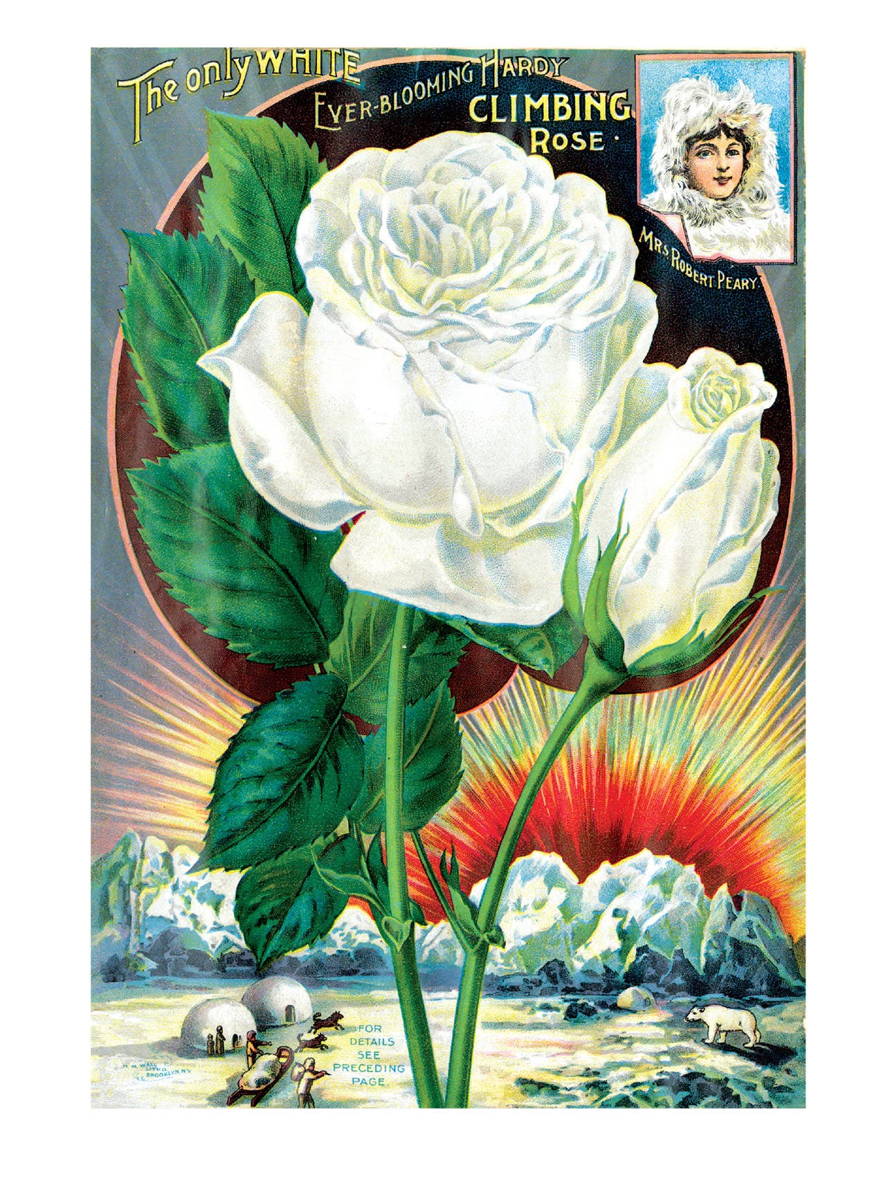 Laughing Elephant - Vendita all'ingrosso Biglietti di auguri generici - Rose antiche - Biglietti inscatolati per uso quotidiano4