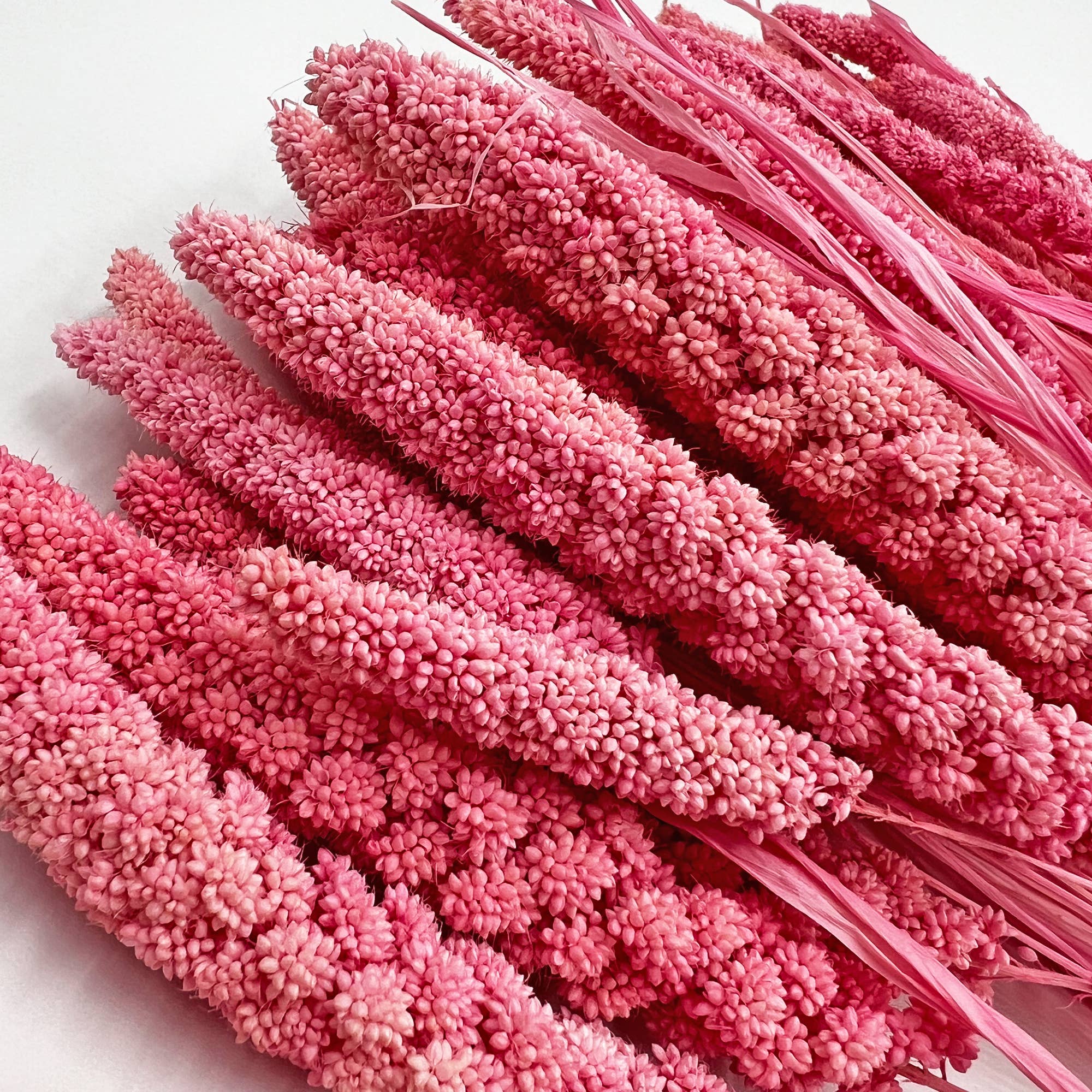 2626 Designs - Wholesale Dried/Pressed Flowers - Dried Preserved Millet Flower 21" Multiple Colors18