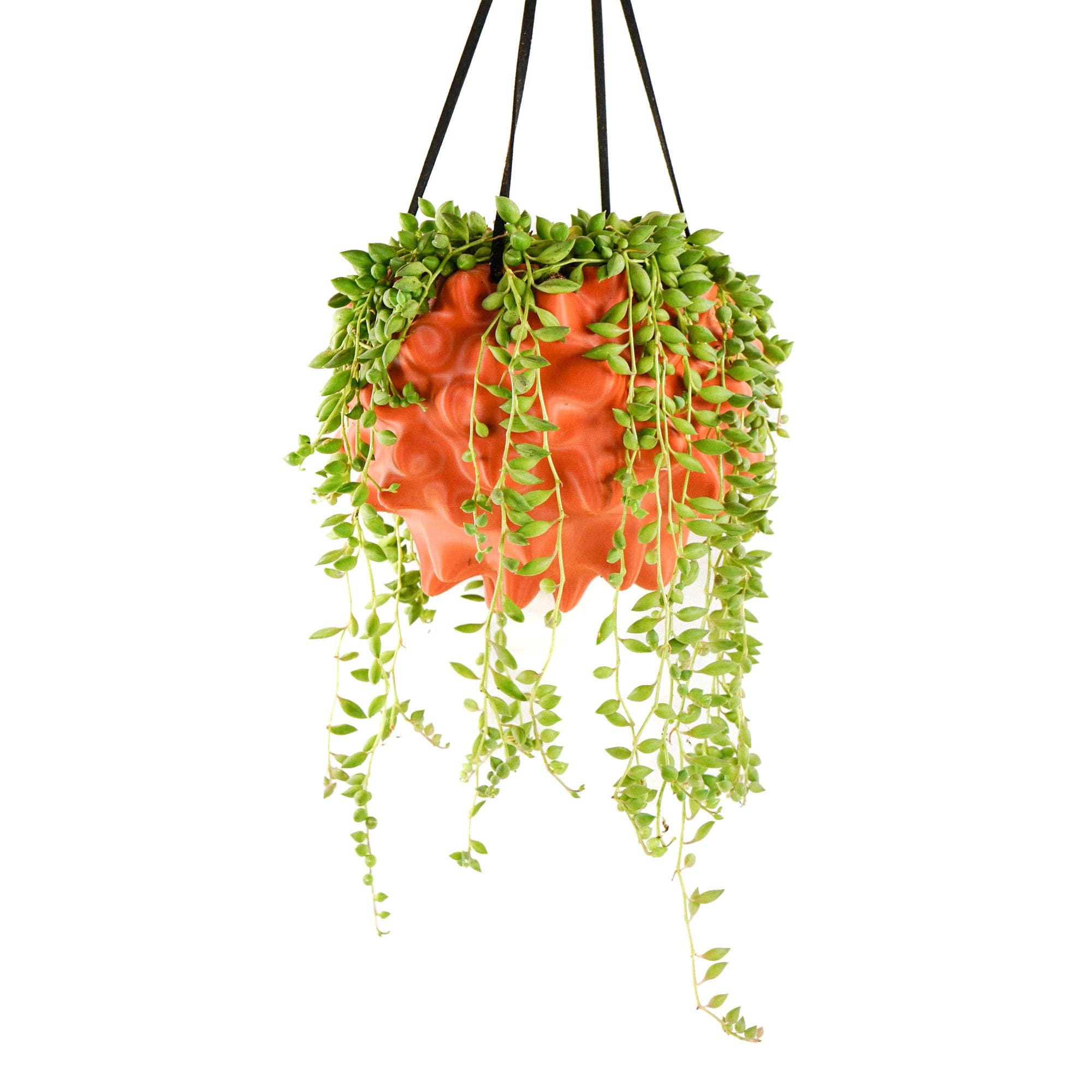 Rosebud Homegoods - Wholesale Hanging Planter - Hanging Planter, Indoor 5 or 8 inch Pots, Maximalist Decor12