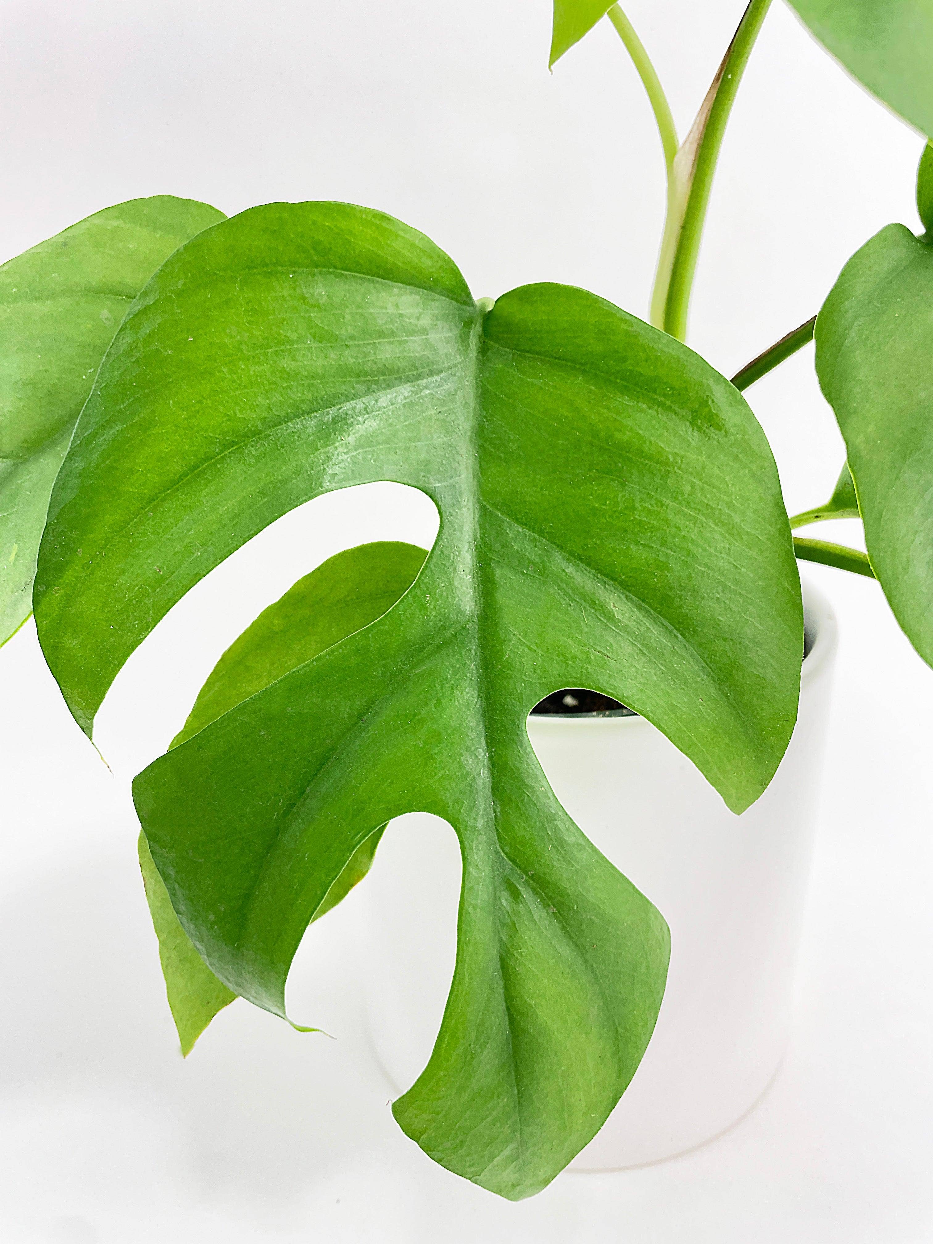 Bumble Plants - Wholesale Live Plant - Rhaphidophora Tetrasperma Mini Monstera 'Ginny'6