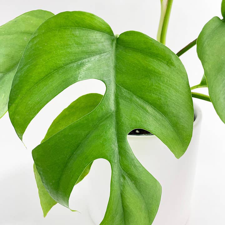 Bumble Plants - Wholesale Live Plant - Rhaphidophora Tetrasperma Mini Monstera 'Ginny'6