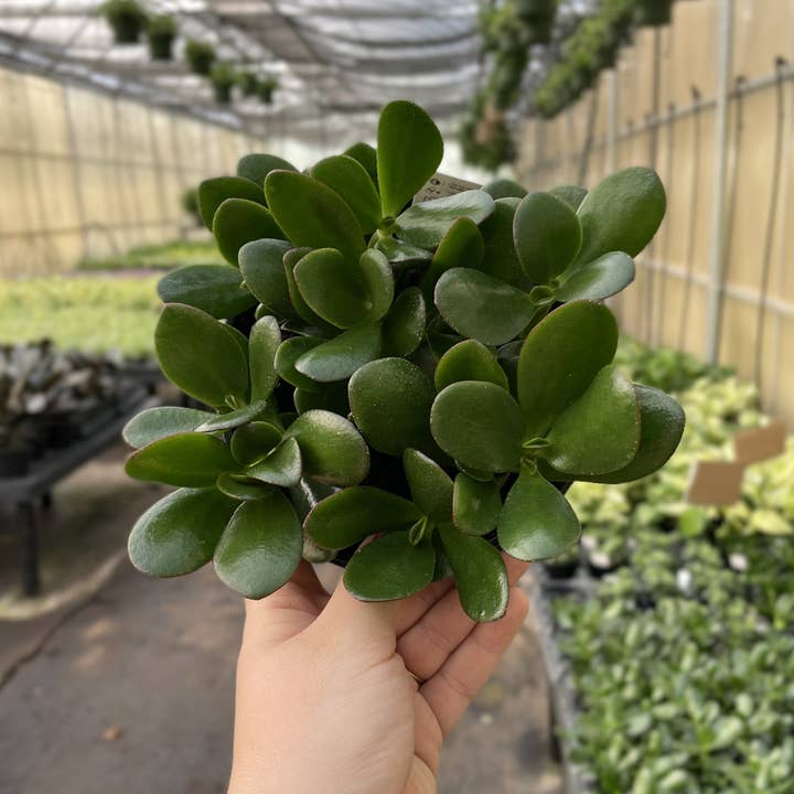 Thorsen's Greenhouse - Wholesale Succulent - Jade Succulent Plant - Live Plant3