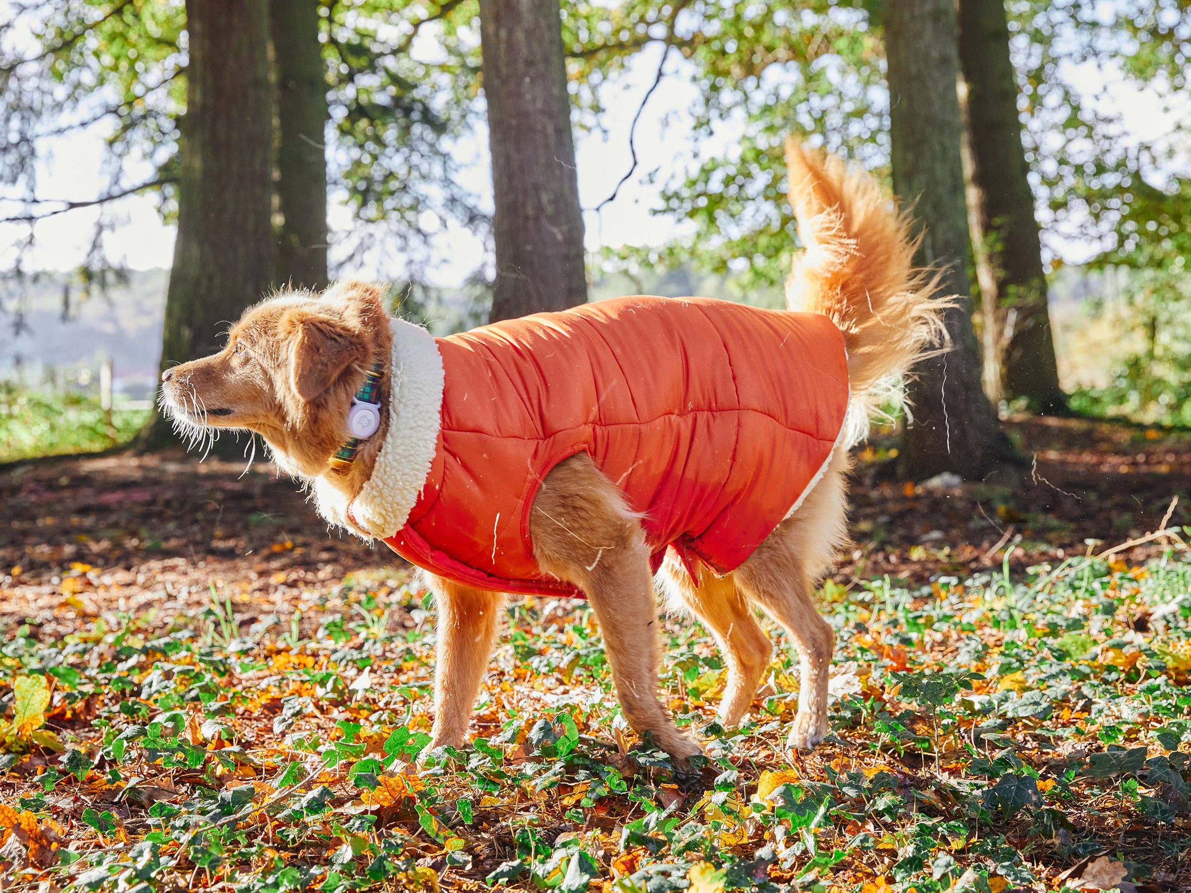 French Bandit - Wholesale Pet Coat - Dog - Thick dog jacket4