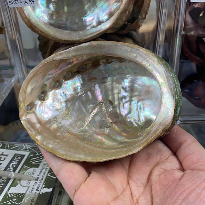 Moonbeam Healing - Wholesale Smudge Plate - Abalone Shell for Smudging