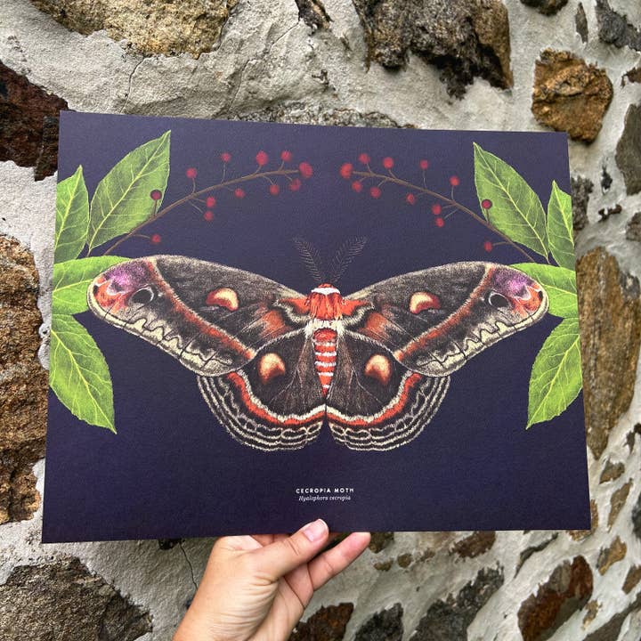 Moss and Mineral - Wholesale Art Print - Cecropia Moth, Scientific Illustration Botanical Print1