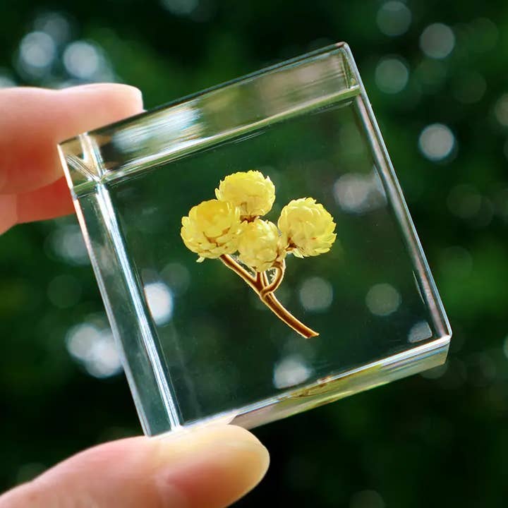 Immortelle for wholesale by Sola cube