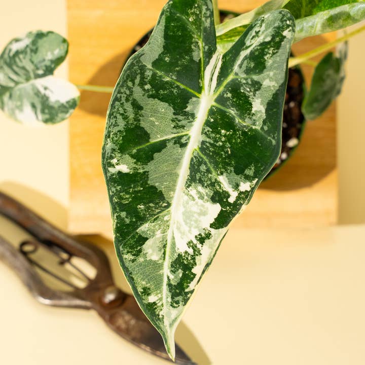 BWH Plant Co - Wholesale Live Plant - 4" Variegated Alocasia 'Frydek'