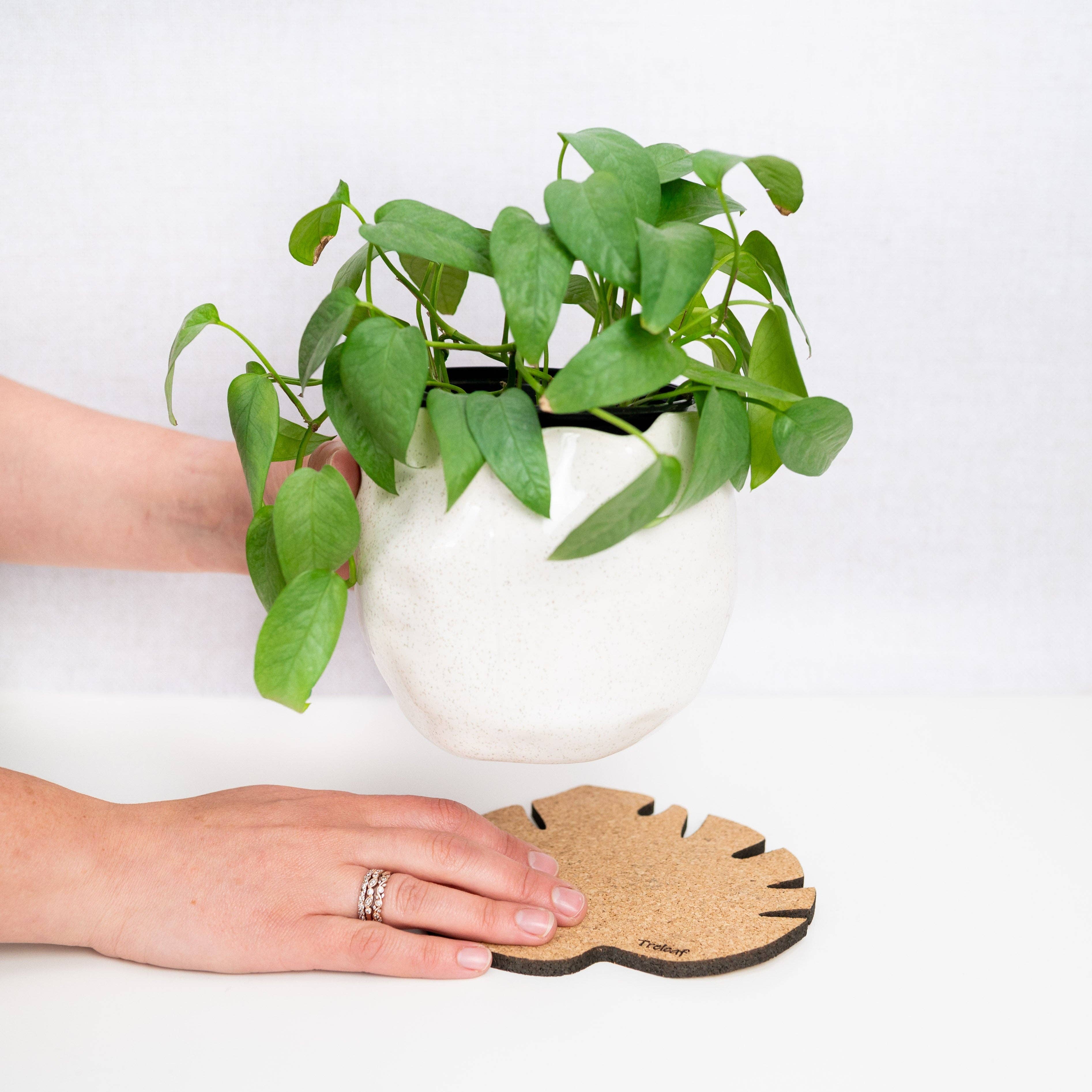 Treleaf - Wholesale Plant pot - Kostr™ - Monstera Leaf-shaped  cork plant pot coaster3
