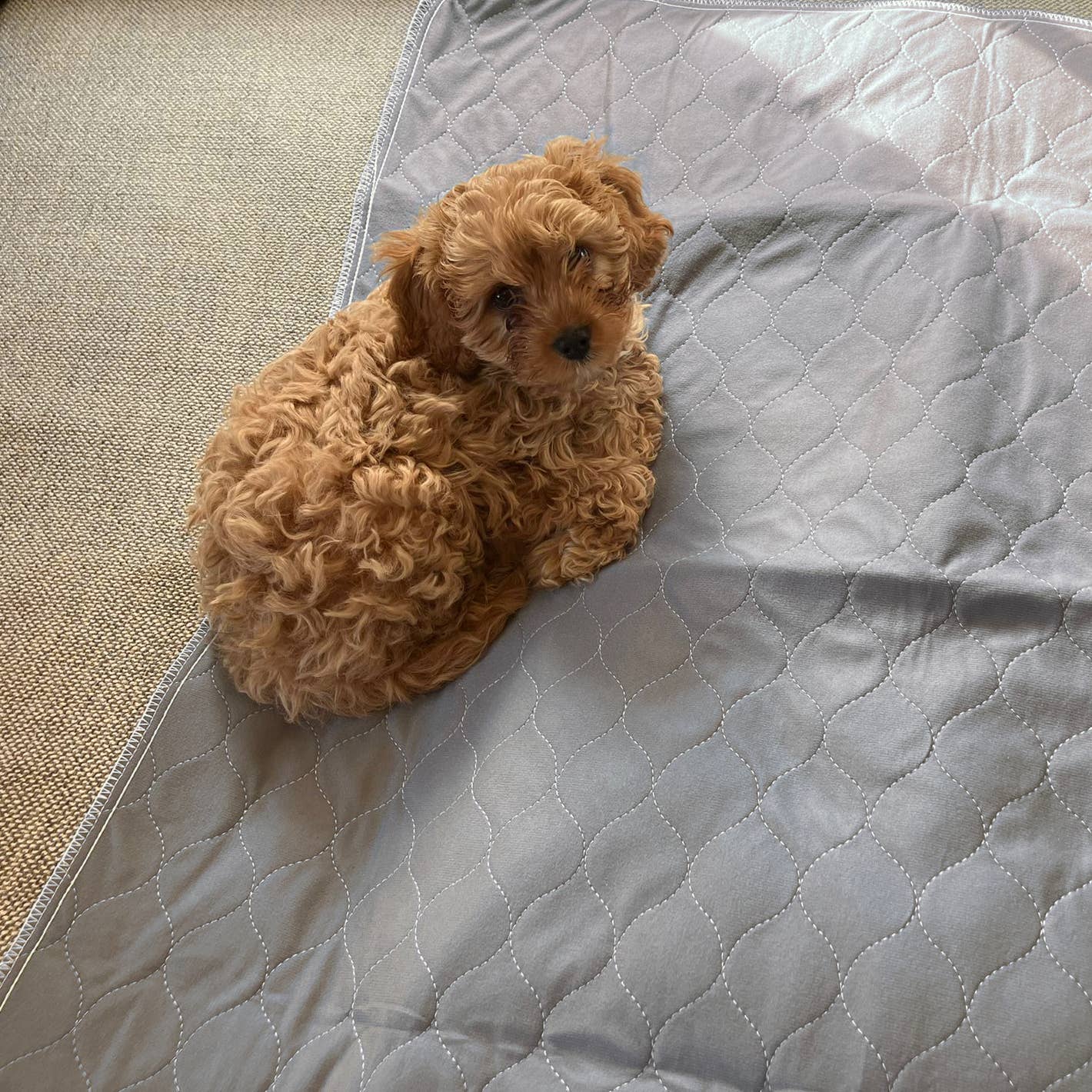 Pet Wiz – wholesale Pet pee pad – Dog – Two Pack of Reusable, Washable, Pet Pads in Grey3