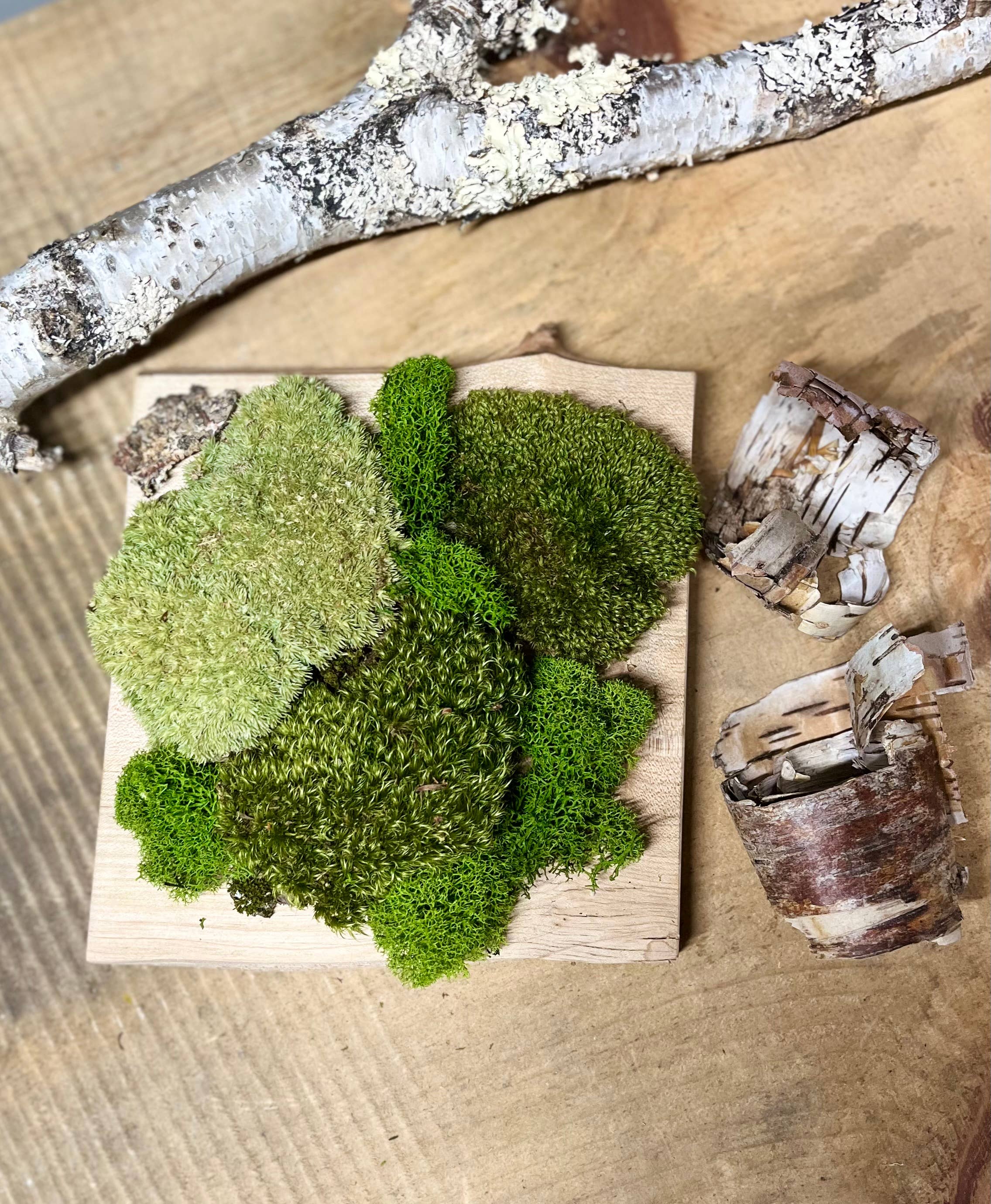 Moss Art DIY Kit