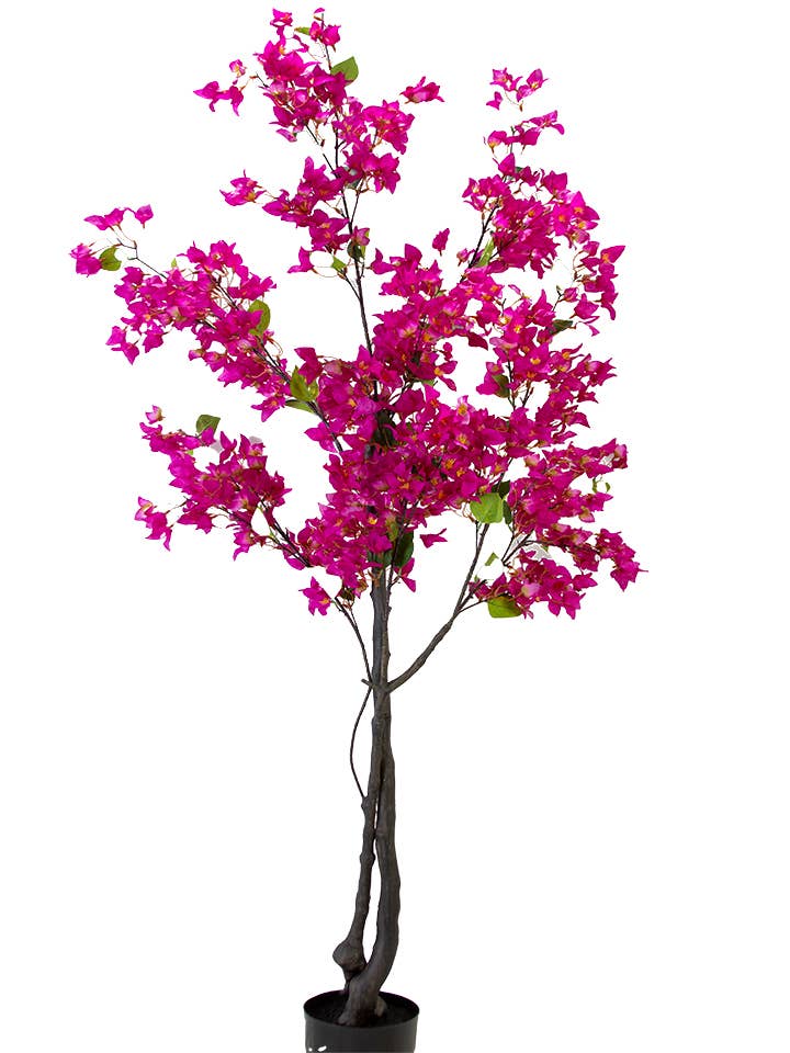 73" BOUGAINVILLEA POTTED TREE for wholesale by American Best