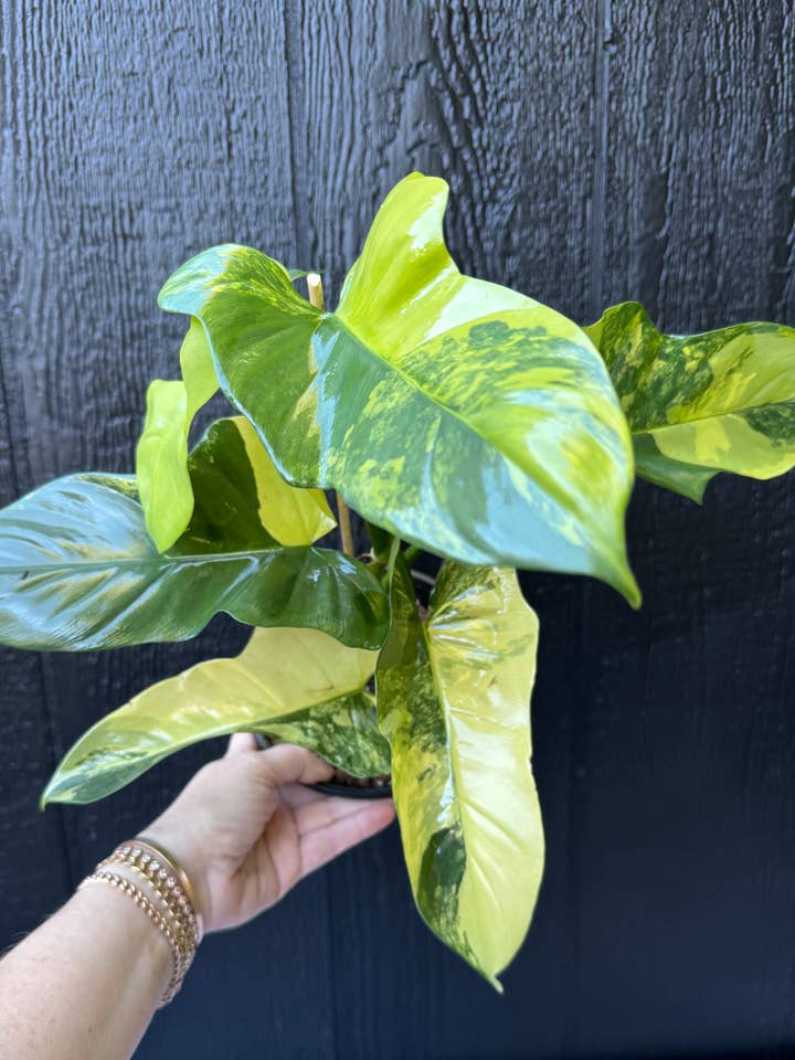 Variegated Golden Violin Philodendron for wholesale by Plant Vault