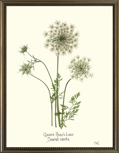 Homegrown Art Co - Wholesale Art Print - Queen Anne's Lace Flower Pressing - Botanical Art Print8