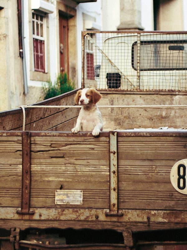 Q012 - Last Puppy For Sale for wholesale by Stonehenge Designs