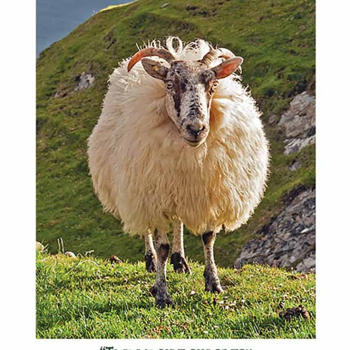 Irish Sheep Birthday Card for wholesale by MUNDO IMAGES