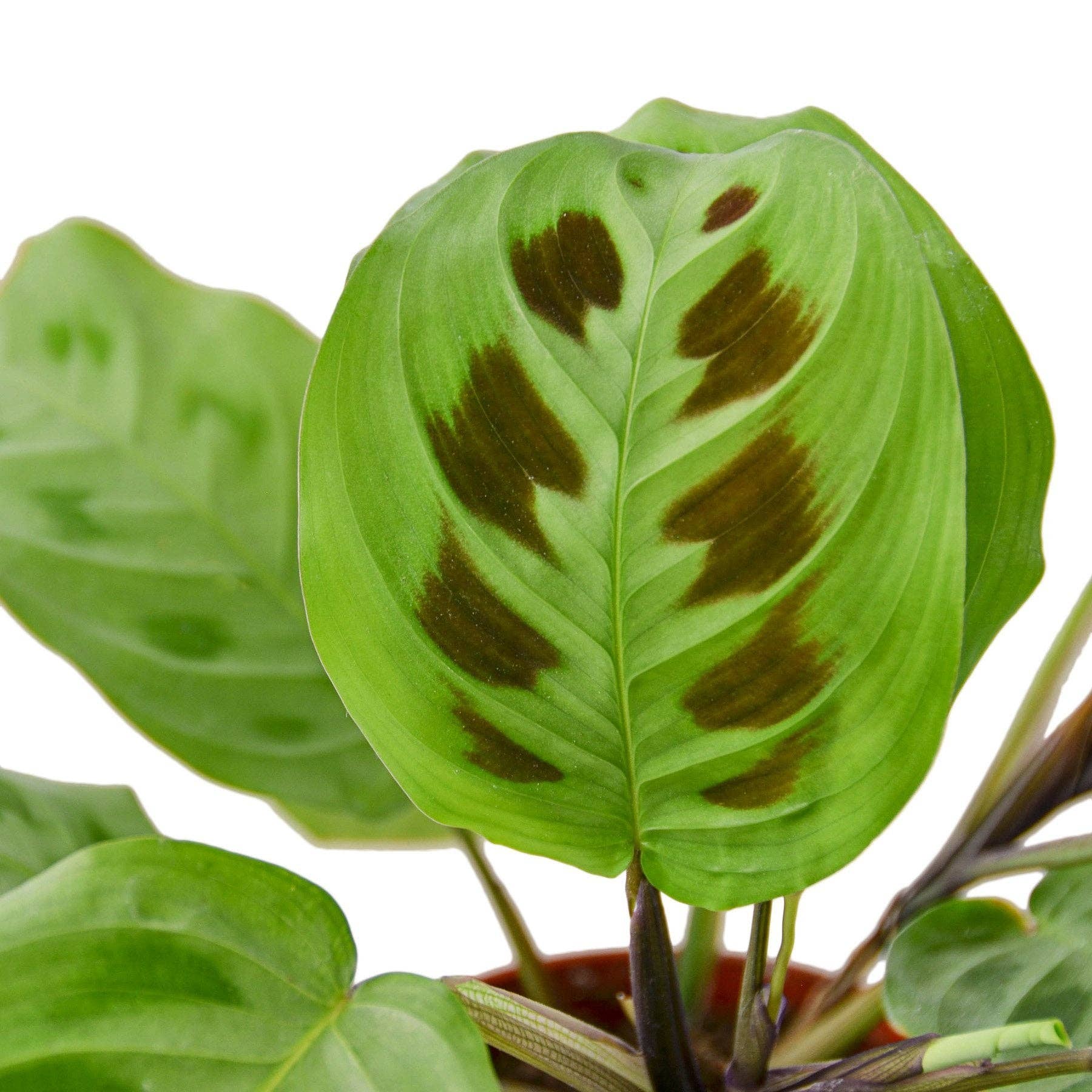 House Plant Wholesale WEST - Wholesale Live Plant - Maranta 'Leuconeura' Prayer Plant - Live Plant1