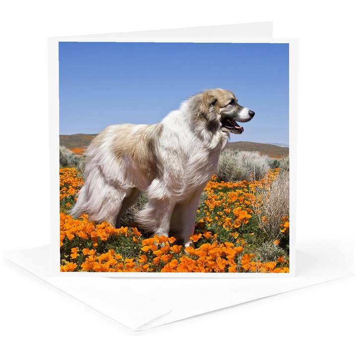 3dRose, Un chien de montagne des Pyrénées, Californie - US05 ZMU0334 - Zandria Muench Beraldo, Carte de vœux pour la vente par 3dRose