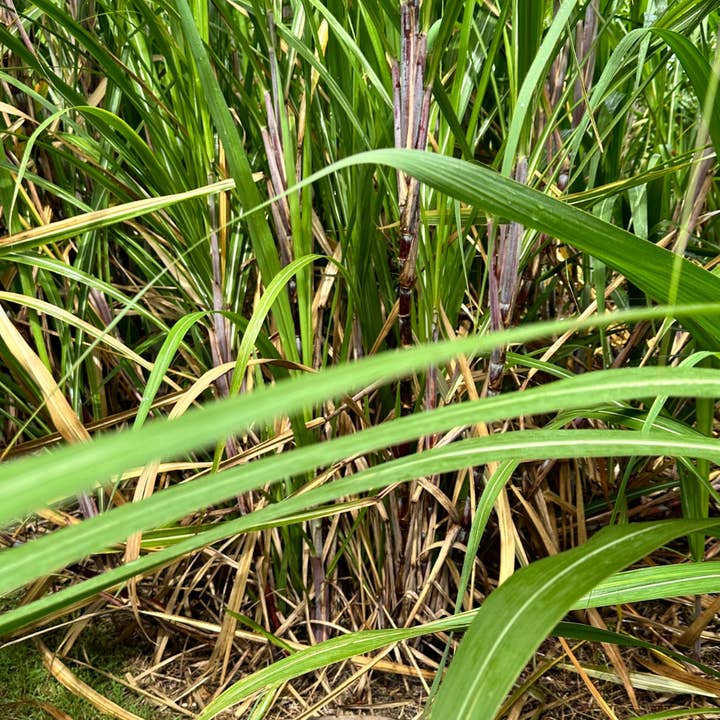 K'ribean Cocktail - Wholesale Rum - Rum Punch Banana Flamboea Tonka Bean2