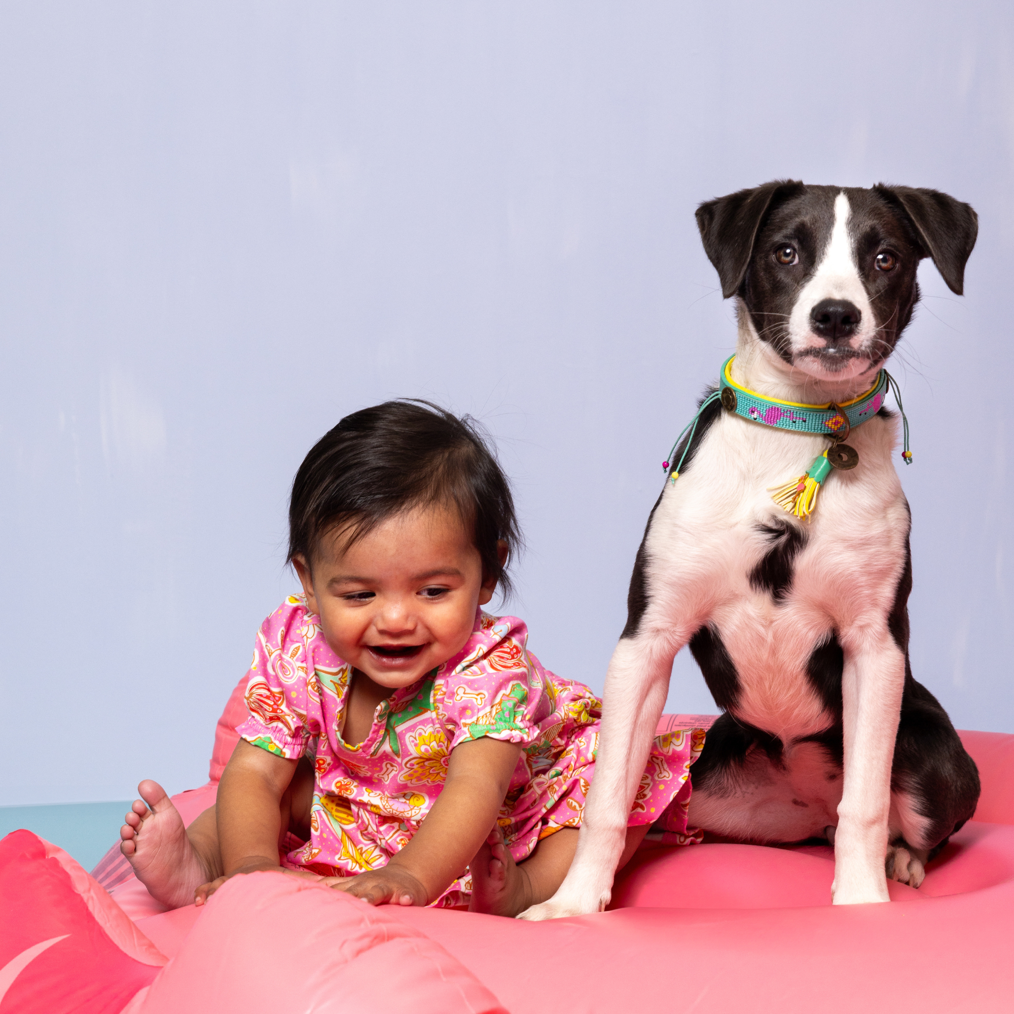 Dog with a Mission - Venta al por mayor Collar - Perros - Collar Chogogo6