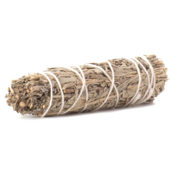 Blue Sage 10 Cm for wholesale by Green Tree