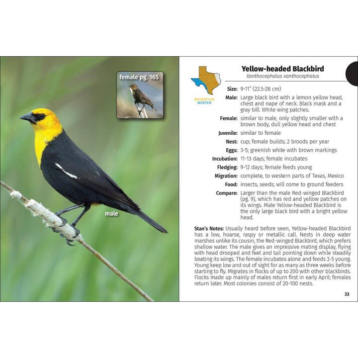 AdventureKEEN - Wholesale Nature Guide - Birds of Texas Field Guide 2e