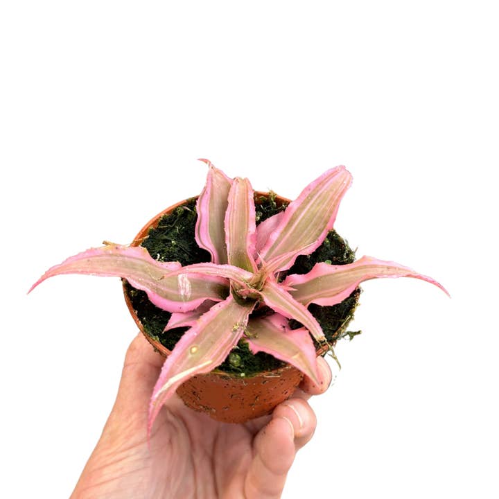 3" Bromeliad Cryptanthus (Cryptanthus spp.) – Growers Choice and other Purchase Wholesale basinus limonade. Free Returns & Net 60 Terms on Faire trending on Faire.