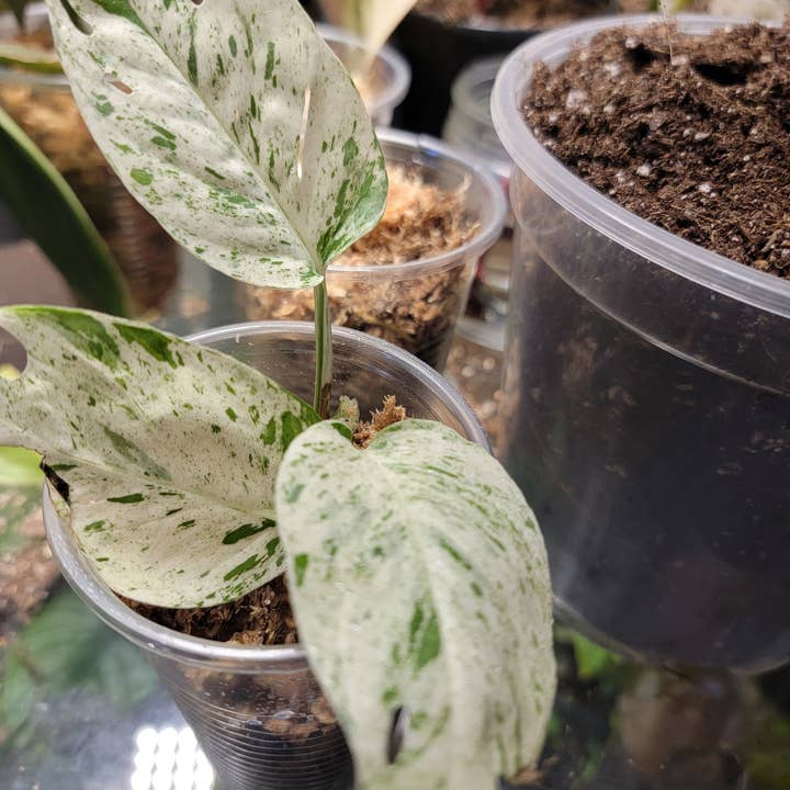 Mosley's Tropical Plants - Wholesale Live plant - Epipremnum Marble Variegated 4-5 Leaf Rooted Plant2
