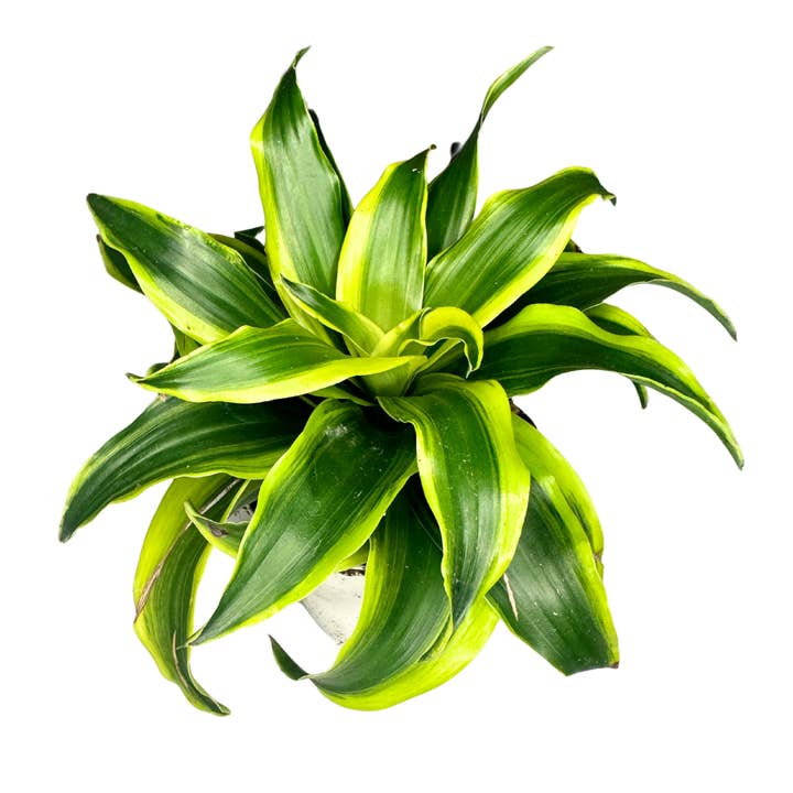 Flow State - Wholesale Live Plant - 4" Dracaena Fragrans (Tornado Dragon) – Wholesale Live Plant
