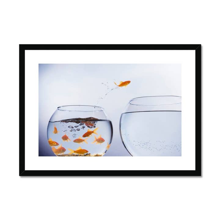 Goldfish jumping from crowded bowl Framed & Mounted Print for wholesale by Sorbey