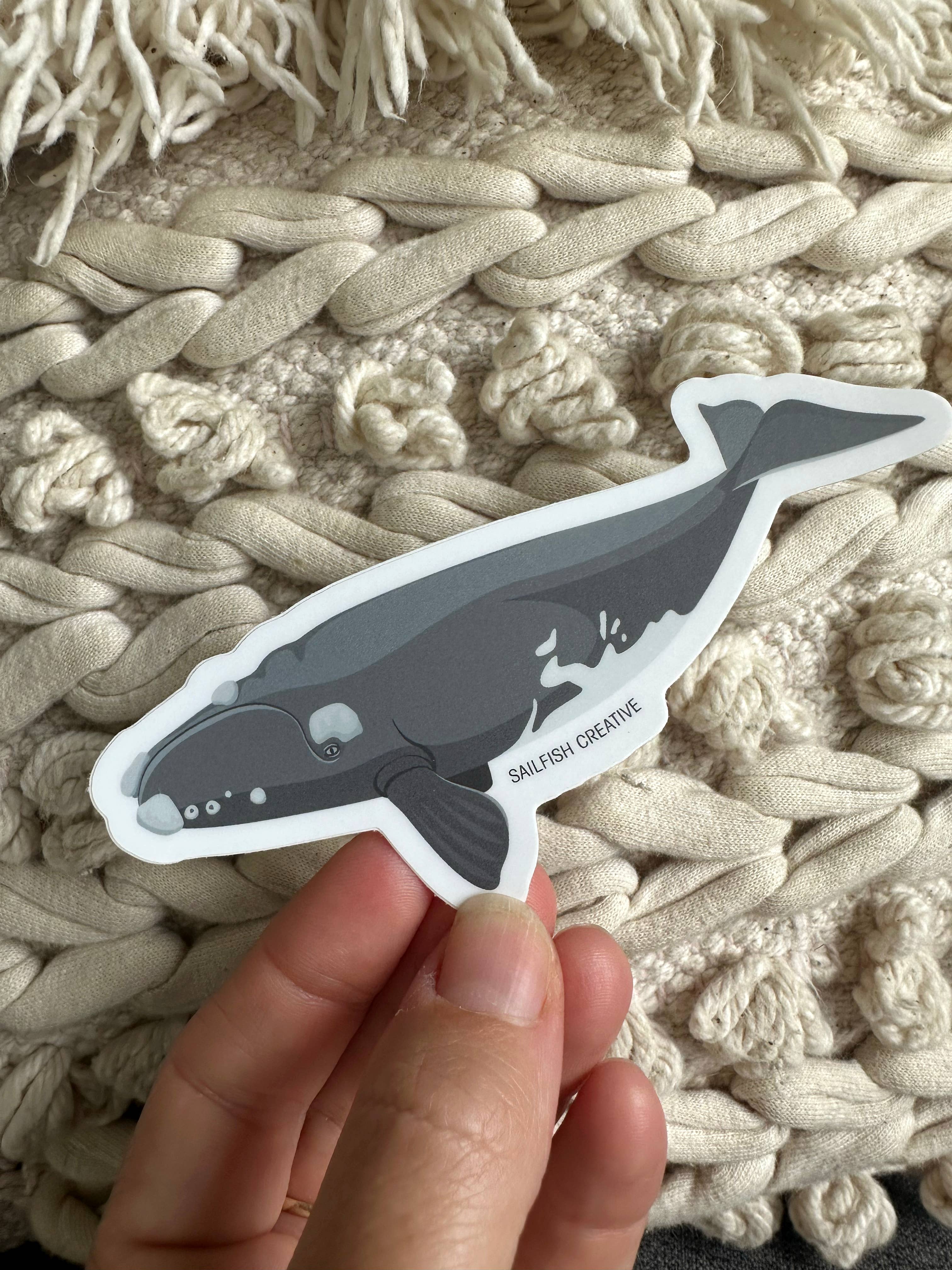 Sailfish Creative - Wholesale Sticker - Sticker - Southern Right Whale2