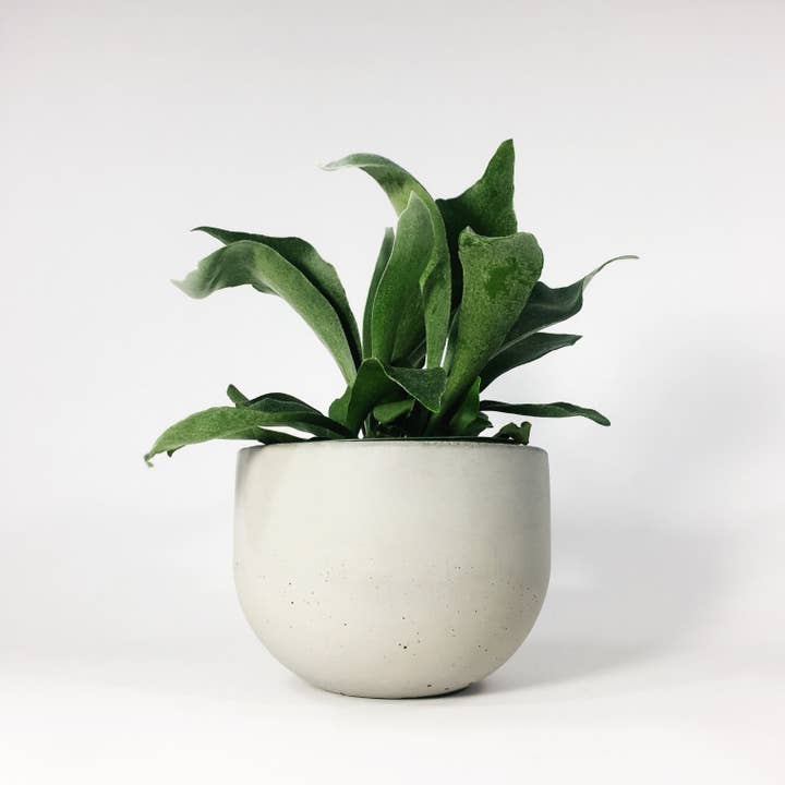 Settlewell - Wholesale Plant Pot - 6" Concrete Bowl Planter / 16 Colors1