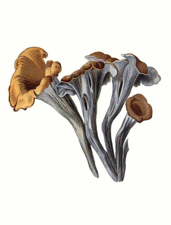 W. W. Norton - Wholesale Nature & Outdoors - Mushrooms6