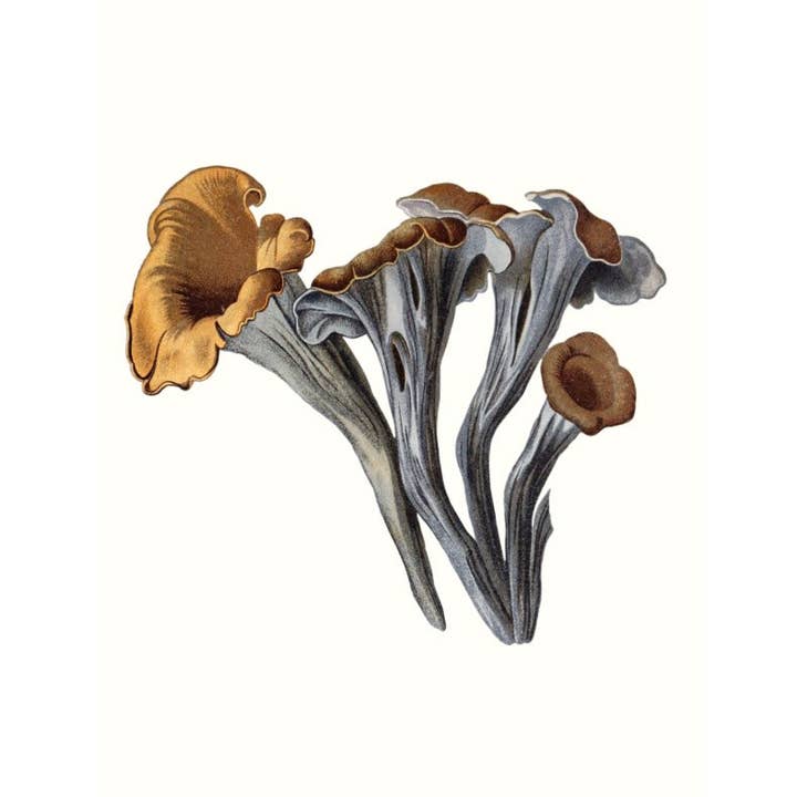 W. W. Norton - Wholesale Nature & Outdoors - Mushrooms6
