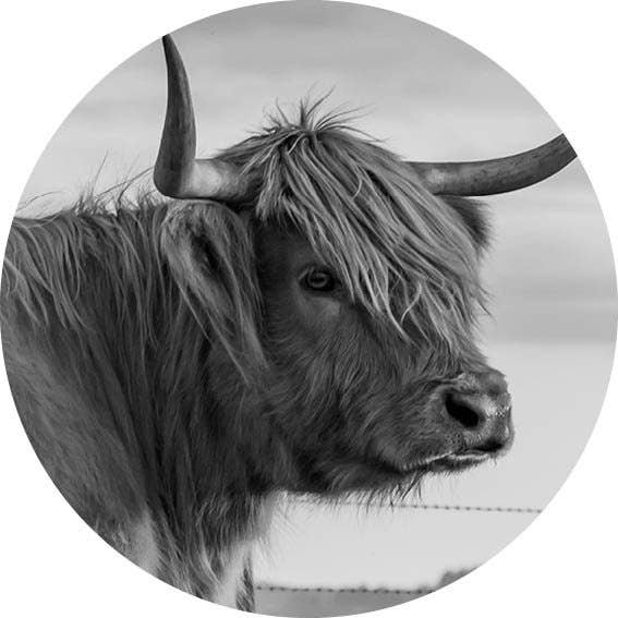 Círculo de Parede Highlander 01 por atacado de GM decoratie