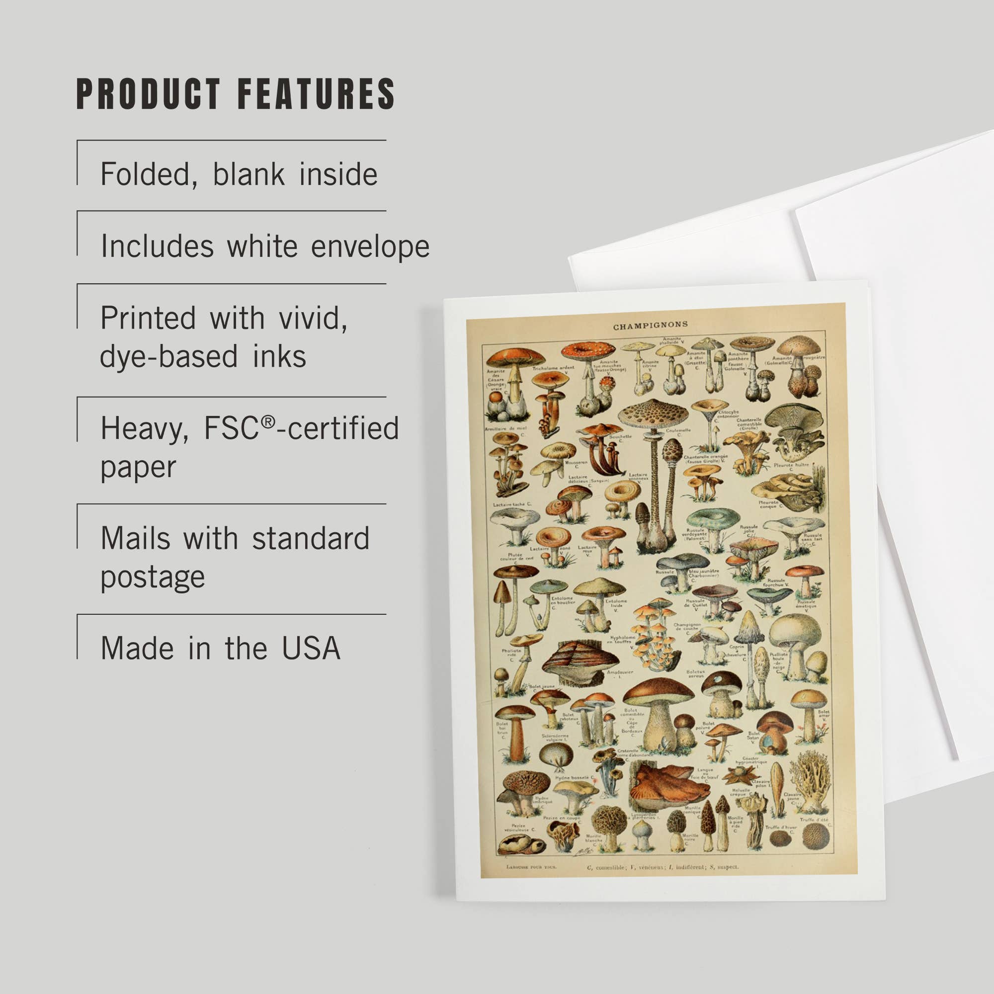 Lantern Press - Wholesale Everyday Greeting Card - GREETING CARD Mushrooms, C, Vintage Bookplate Millot2