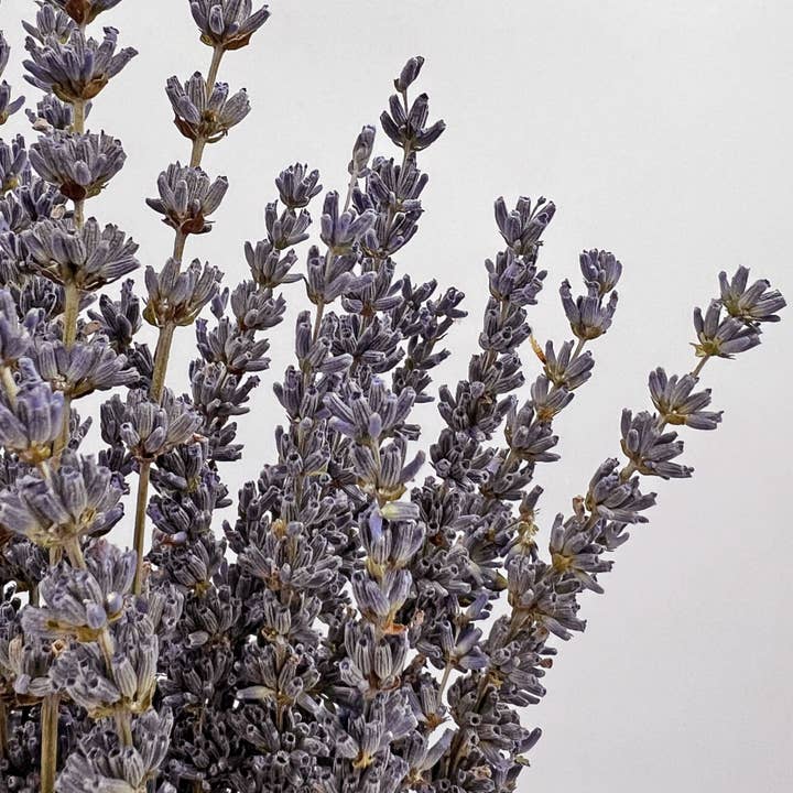 2626 Designs – Flores secas/prensadas por atacado – Ramos de Lavanda Seca Preservada 21" Várias Cores