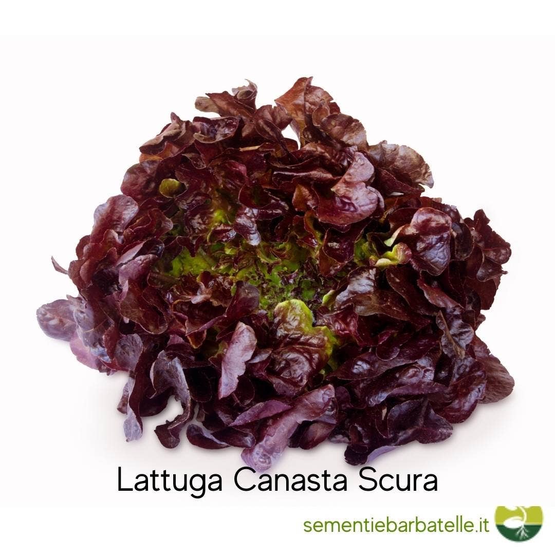 Sementi & Barbatelle - Wholesale Plant Seeds - Dark Canasta Lettuce0
