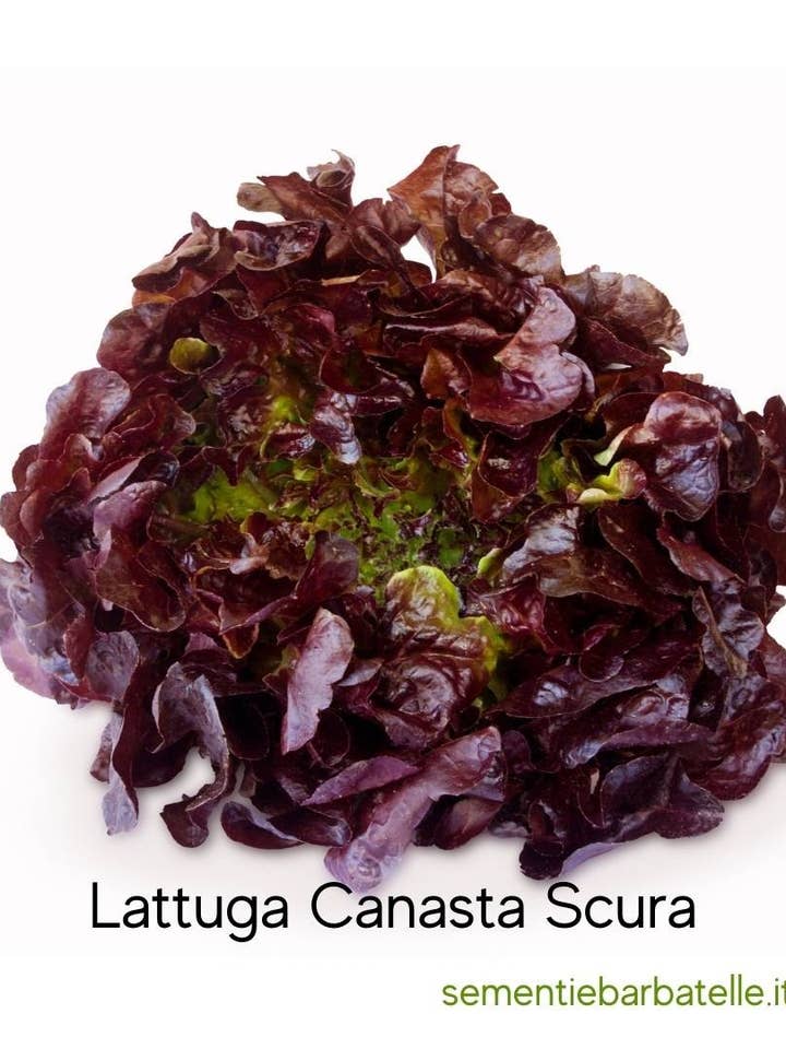 Dunkler Canasta-Salat für den Großhandel von Sementi & Barbatelle