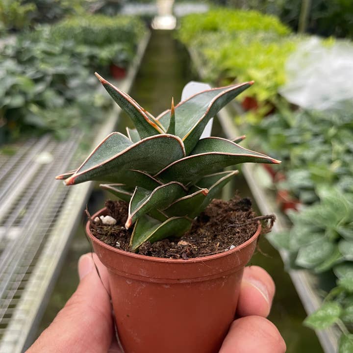 House Plant Wholesale - Wholesale Live Plant - Snake 'Lavranos' - 3" Pot