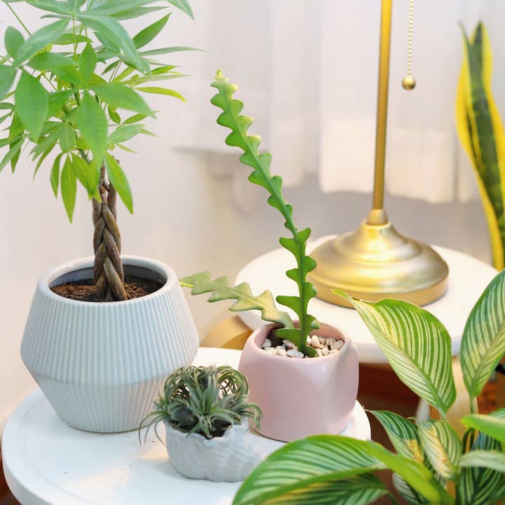 Best Plant Friend - Wholesale Live Plant - Epiphyllum Fishbone Cactus - Ric Rac Cactus - 2/4/6 inch