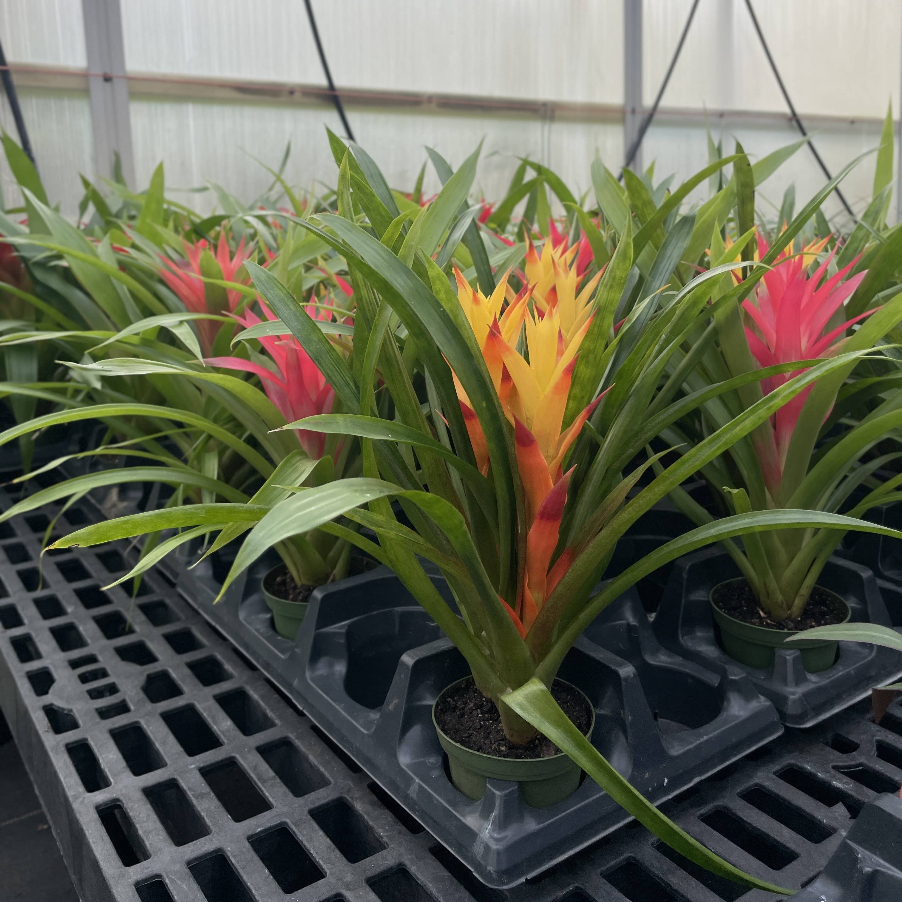 Thorsen's Greenhouse - Wholesale Live Plant - Bromeliad Guzmania- 4" Live Plant - Assorted11
