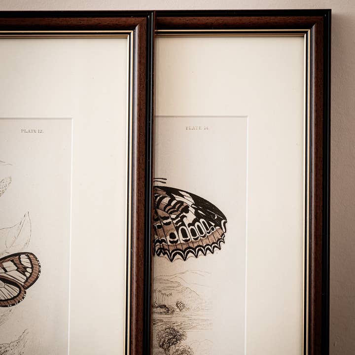 Coultura - Wholesale Gallery Wall Set - Framed Set of Two Vintage Butterfly Art Prints 02 (Classic Teak Frame Collection)9