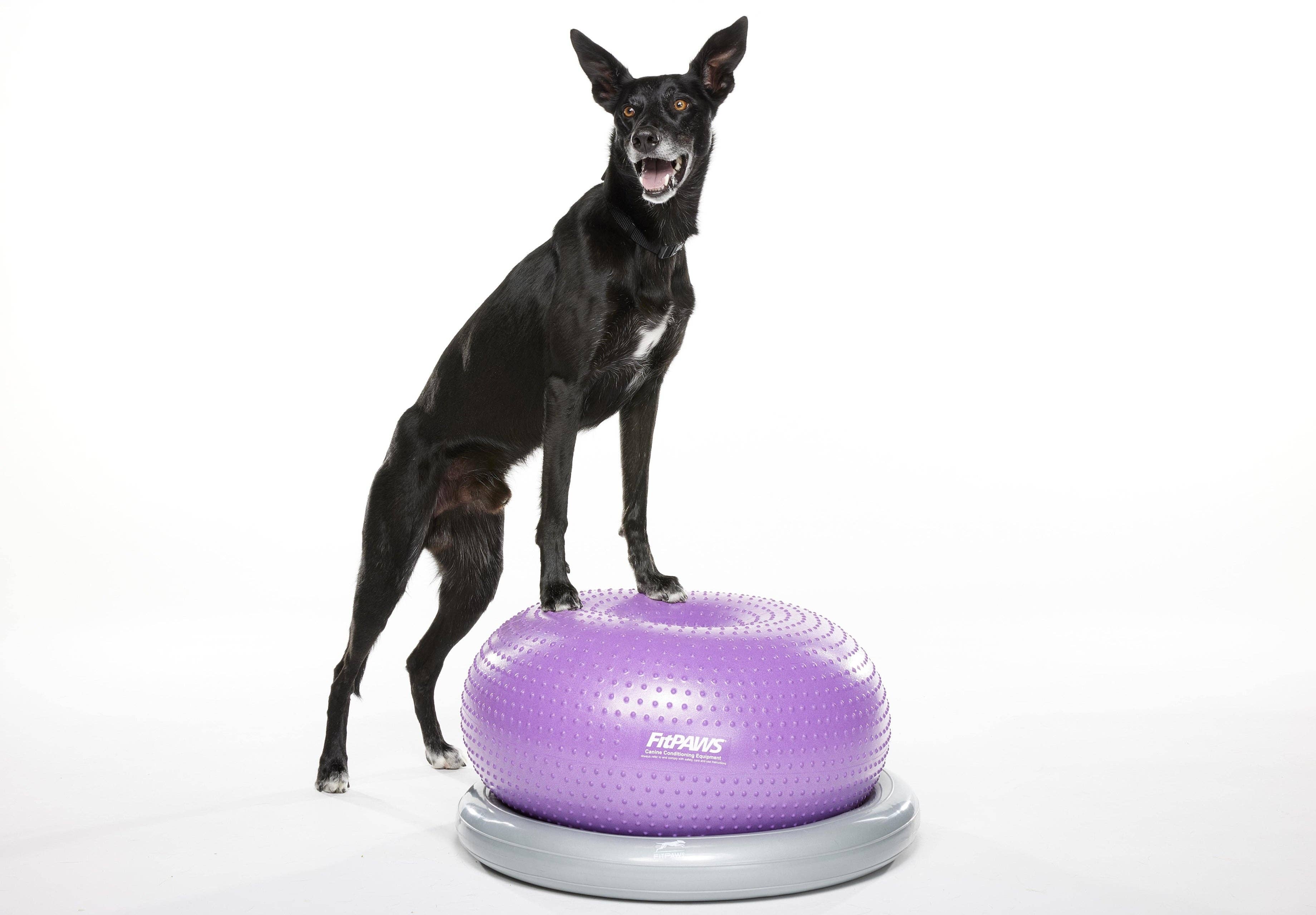 FitPAWS – wholesale Pet fetch ball – Dog – FitPAWS® TRAX Donut, Purple2