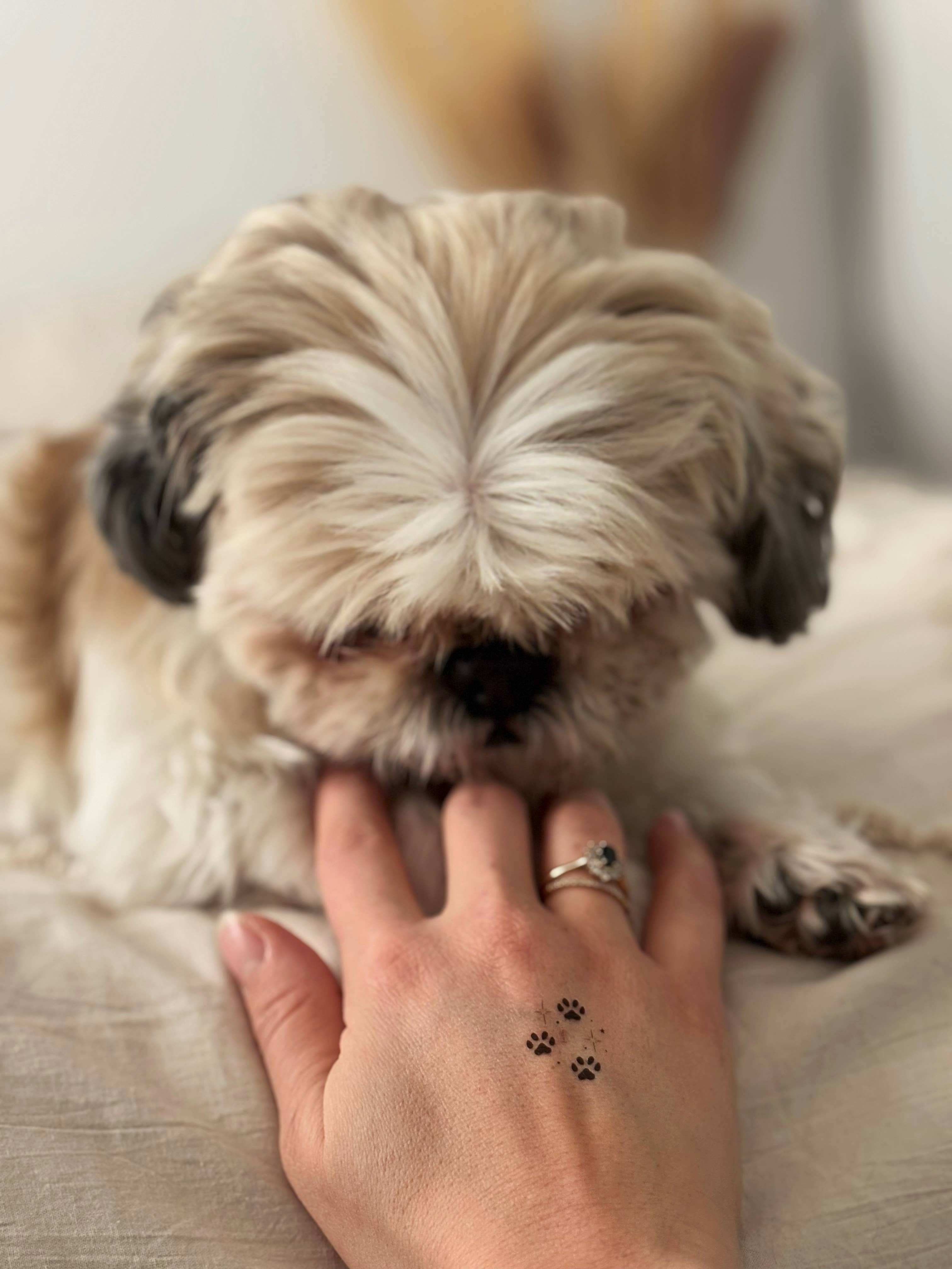 Sioou - Wholesale Temporary Tattoo - Pattes d'animaux x53