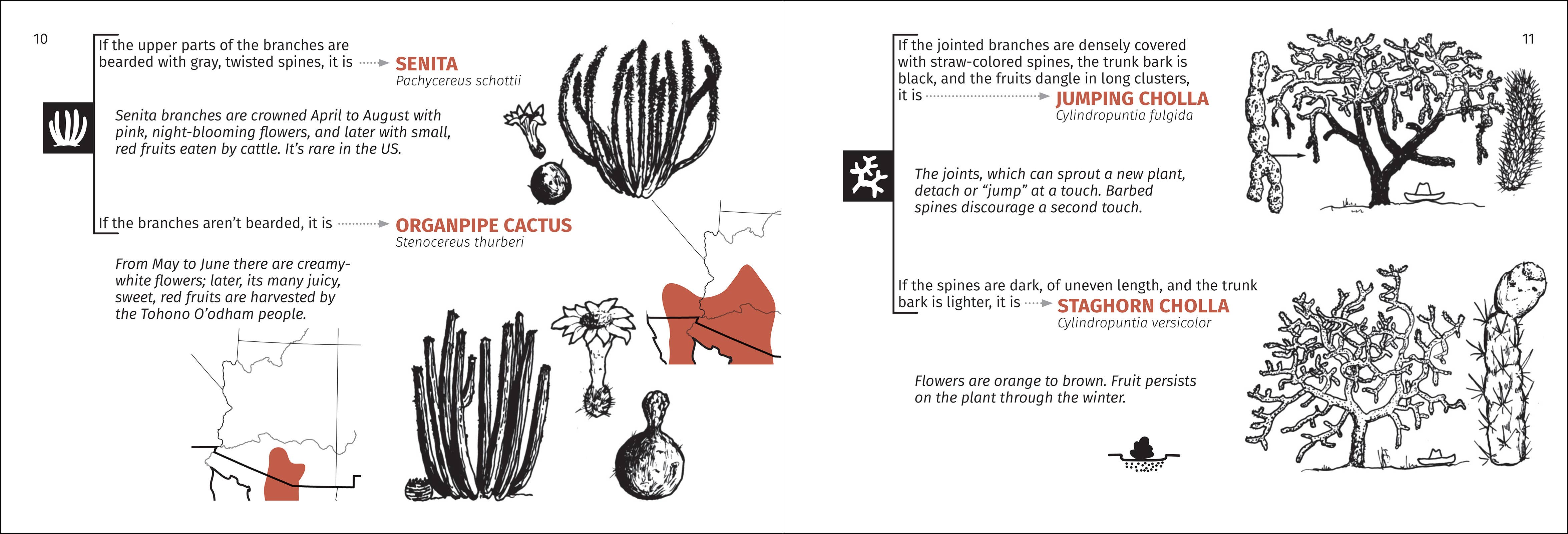 AdventureKEEN - Wholesale Nature & Outdoors - Desert Tree Finder 2e11