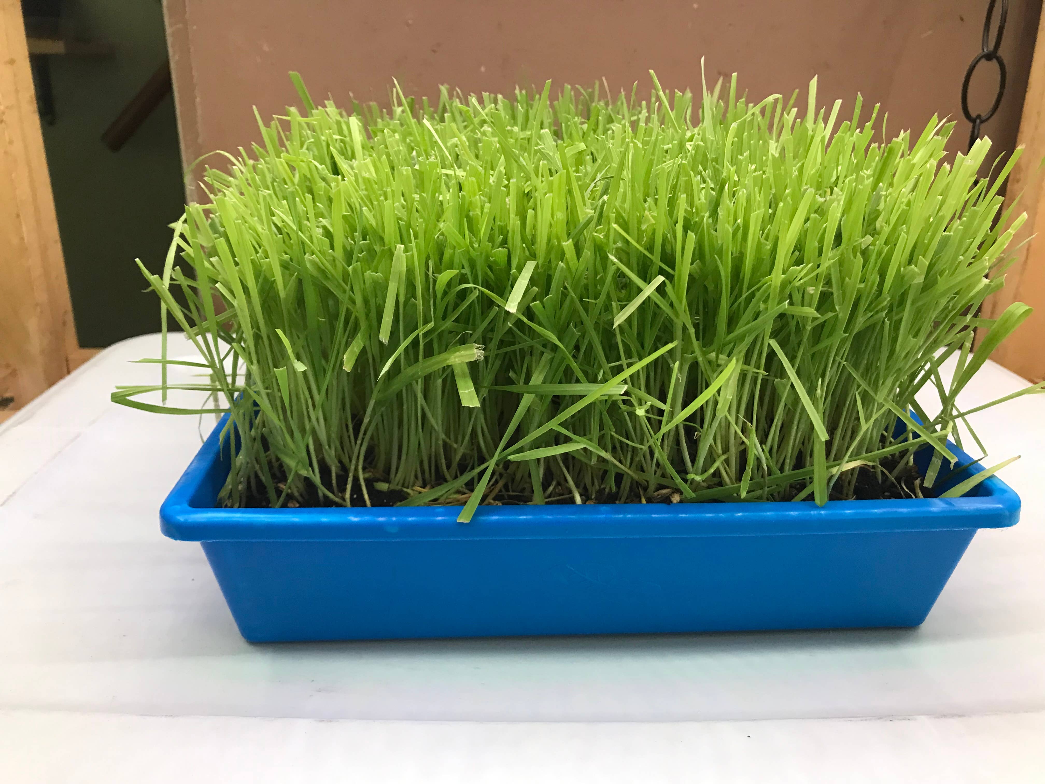 Mom’s Indoor Cat - Wholesale Catnip - 10” x10” Cat Grass Garden Tray/ organic seed7