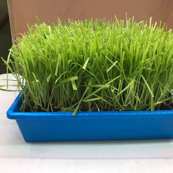 Mom’s Indoor Cat - Wholesale Catnip - 10” x10” Cat Grass Garden Tray/ organic seed7