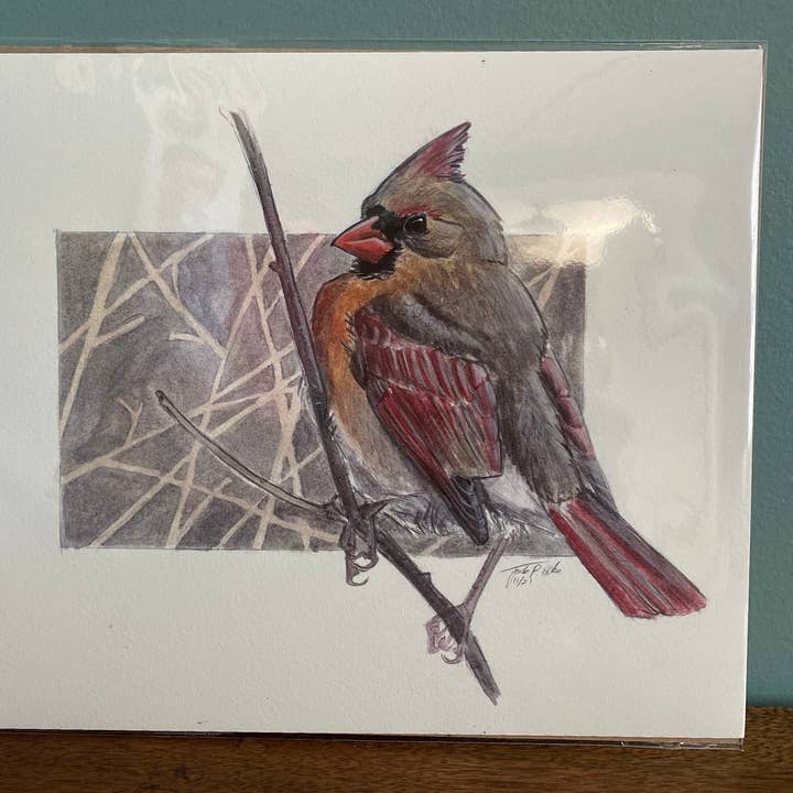 Lady Northern Cardinal Fine Art Print for wholesale by Jack Hobe Nature Art